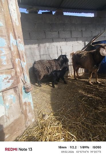 английская кошка: Продаю | Коза (самка) | Для разведения — 8