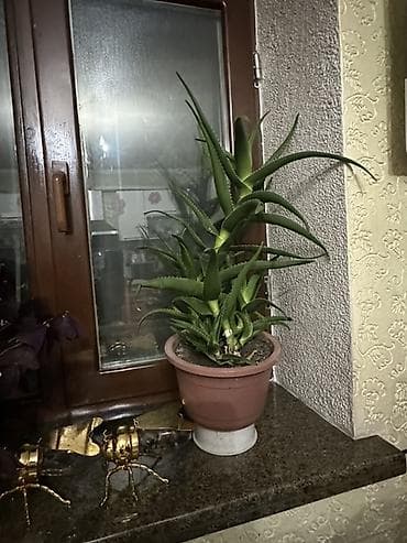 Алоэ: Алоэ (суккулент) в горшке - Домашнее растение алоэ с плотными — 2