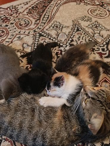 Котята от домашней кошки - Помёт разноцветных малышей: есть серый at lalafo.kg Котята от домашней кошки - Помёт разноцветных малышей: есть серый