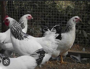 наполнитель для животных: Продаю | Цыплята, Инкубационные яйца | Кучинская, Суссекс | Для разведения, Несушки — 11