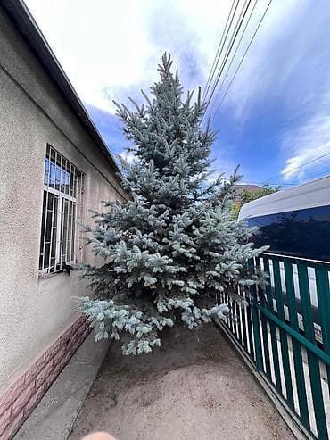 турецкие леса: Продаю голубые ели — 1