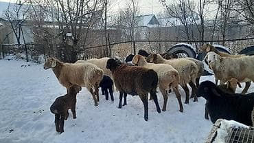 бирки для баранов: Продаю | Овца (самка) | Полукровка | Для разведения | Племенные — 9