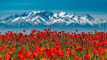 буудай фото: Пейзажный постер “Маковое поле и горы” - Яркое, насыщенное — 1