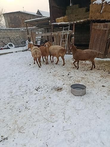 кой кыркам: Продаю | Овца (самка) | Арашан | Для разведения | Матка — 3