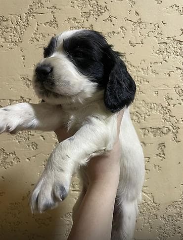 охотничий собака дратхар: Русский охотничий спаниель! Предлагаются к бронированию щенки — 2