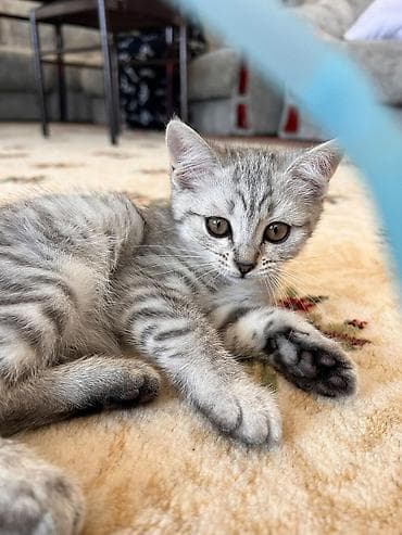 Үй жаныбарлары: Британ кыска жүндүү, 3 айлык, Ургаачы, Күмүш өңдүү шиншилла, Лотокко барууга үйрөтүлгөн — 2