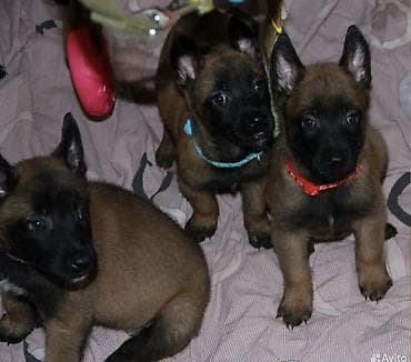 Щенки бельгийской овчарки малинуа. - Окрас: палевый с чёрной маской at lalafo.kg Щенки бельгийской овчарки малинуа. - Окрас: палевый с чёрной маской