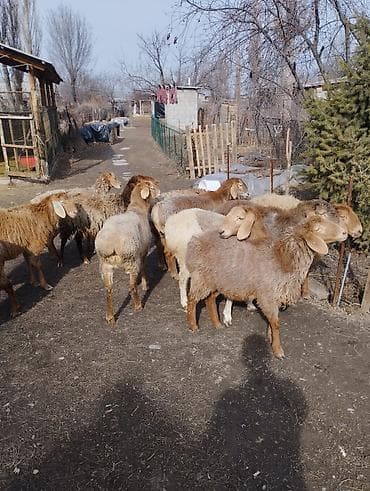 коровы доиные: Продаю | Ягненок | Полукровка, Арашан | Для разведения | Ярка — 6