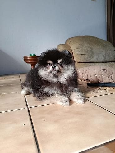 кыргыз тайган ит: Щенок шпиц (померанский тип), окрас — черно-подпалый (black & — 3