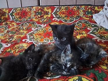 возьму котят: Беспородная, 2 месяца, Девочка, Черный, Приучена к лотку — 3