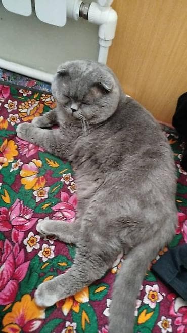 сфинкс кошка: Шотландская вислоухая кошка (скоттиш-фолд), окрас: сплошной серый — 2