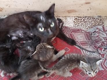 котёнок даром: Жизнь котят в опасности поэтому срочно отдам даром маму-кошку и 3 — 1
