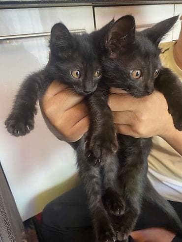 Продажа кошек: Черные котята от домашней кошки - Помет из нескольких котят, все с — 2
