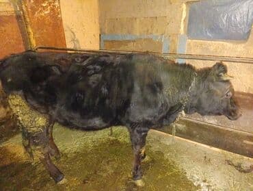 Айыл-чарба жаныбарлары: Сатам | Кунаажын | Сүт алуу үчүн | Байланган — 1