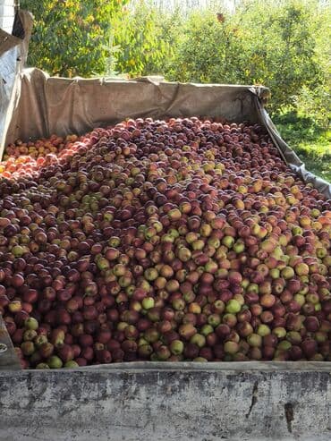 Яблоки Оптом at lalafo.kg Яблоки Оптом