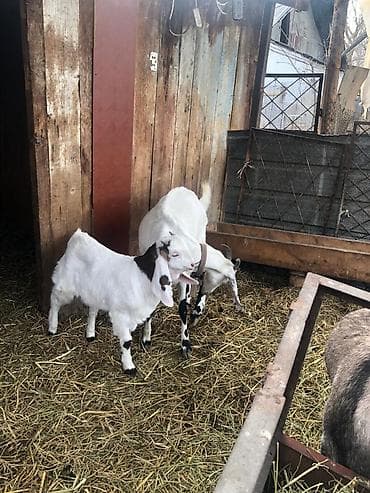 Собаки: Продаю | Коза (самка) | Для разведения — 1