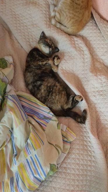 сиамская длинношерстная кошка: Котята и молодые кошки разных окрасов - Несколько малышей из одного — 9