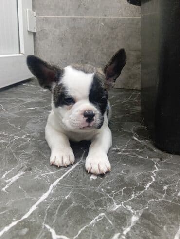 маленькие собачки: Бульдог, 1 месяц, Самец — 2