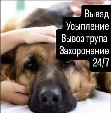Услуги для домашних животных 24/7: - Выезд специалиста на дом - — 1