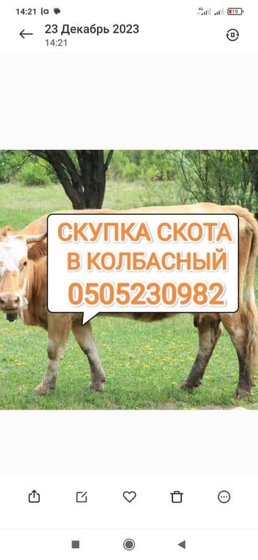 продам бу оборудование для птицефабрики: Сатып алам | Жылкылар, аттар, Уйлар, букалар, Башка а/ч жаныбарлары | Союуга, этке, Күнү-түнү, Бардык шартта — 1