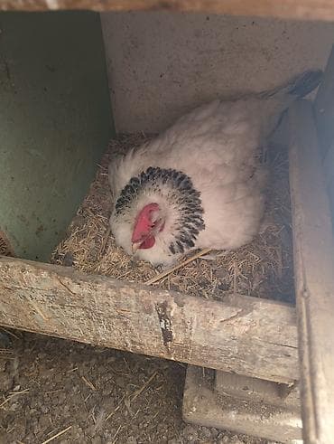 Продам курочку наседку