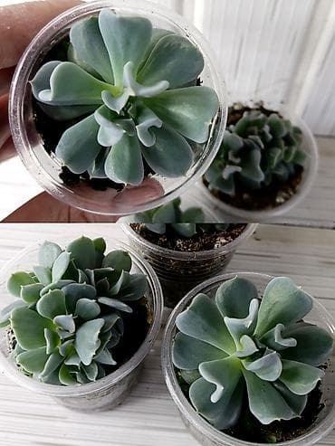 лировидный фикус: Подборка суккулентов в пластиковых стаканчиках (выращены в легком — 5