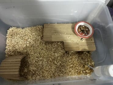 Чычкандар: Продам хомячка, сирийский хомяк мальчик Возраст 3 месяца, в комплекте — 3