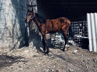 купить паука: Продаю | Конь (самец) — 2