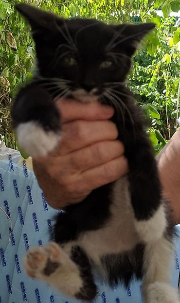 scottish fold: В добрые руки котята. Помесь простой с бобтейлом, (укороченны хвост) — 3
