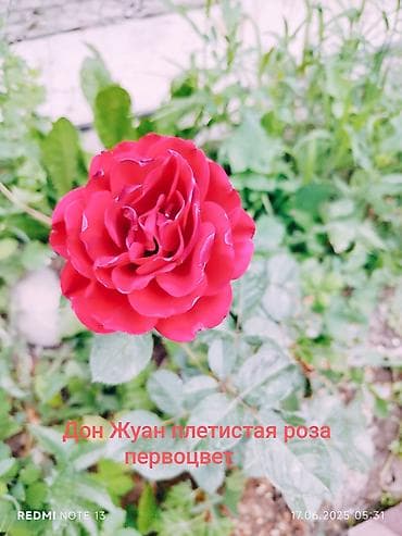 семена люцерн: Саженцы цветка: Розы, Самовывоз, Платная доставка — 9