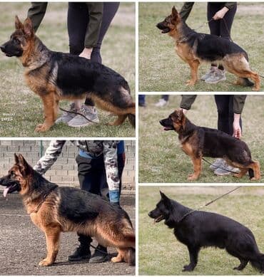 купить йоркширского терьера: Питомник «Темир Хаус» — щенки немецкой овчарки от импортных — 8