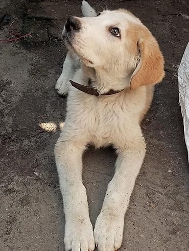 немецкий шпиц: Алабай, 3 месяца, Самка — 2