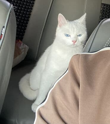 сколько стоит вислоухий кот: (Беременна 15 дней) шотландский у нее глаза редкие Белая домашняя — 3