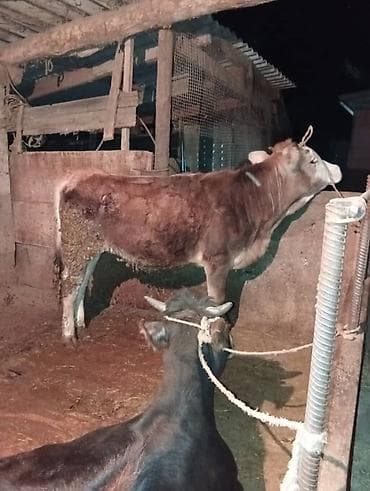 голова лошади: Продаю | Тёлка | Полукровка | Для разведения | Привязанные — 3