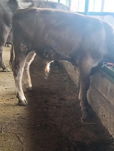 ит албай: Сатам | Бука (эркек) | Бордоп семиртүү үчүн | Асыл тукумдуу — 2