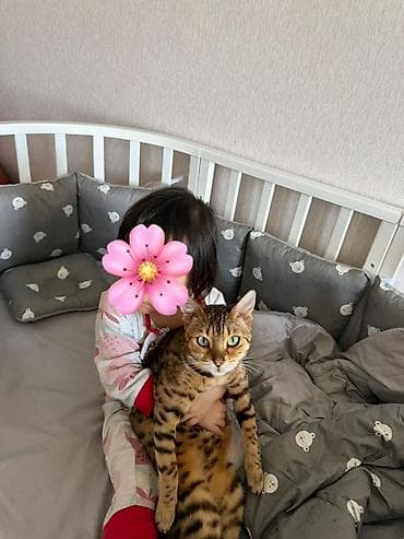Продам бенгальскую кошку, не стерилизована Возраст 2 года Отличный — 2