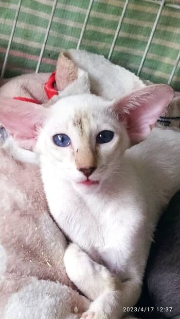 шотландская золотая шиншилла цена: Ориентальная, 2 месяца, Девочка, Черепаховый — 13