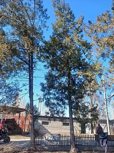 овощи лук: Саженцы деревьев: Туи, Самовывоз — 3