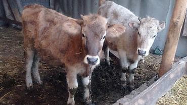 корова на забой: Продаю | Бык (самец) | На откорм | Привязанные — 7