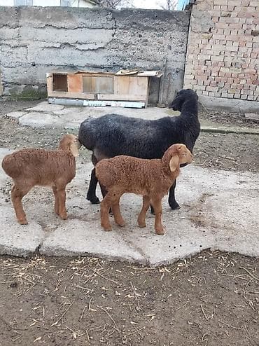 кормушка для кроликов: Продаю | Овца (самка) | Для разведения | Матка — 5