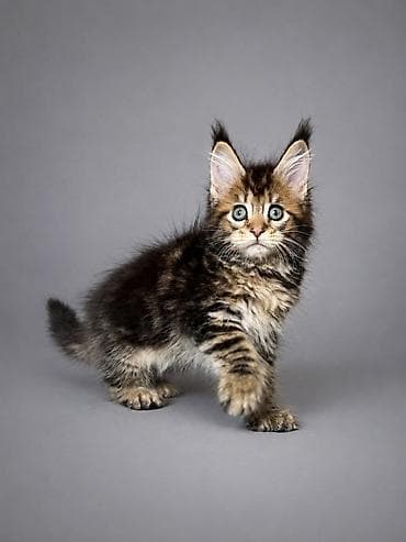 шотландская кошка сколько стоит: Мейн-кун, 2 месяца, Девочка, Приучена к лотку, Проглистована, С документами — 2