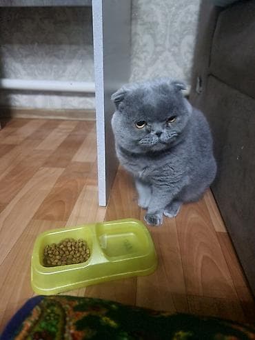 мышык сатам: Мышык бекер берилет: Скотиш Фолд (Шотландиялык шалпаң кулак), 2 жаш, Эркек — 5