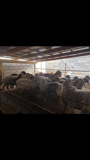 Кошки: Продаю | Овца (самка) | Для разведения — 4