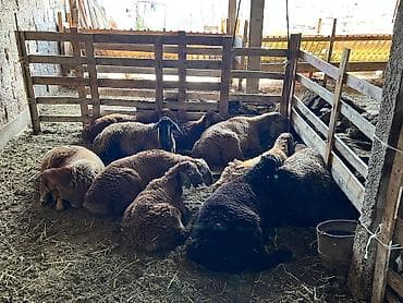 корова молочной: Продаю | Овца (самка) | Для разведения | Ярка — 4
