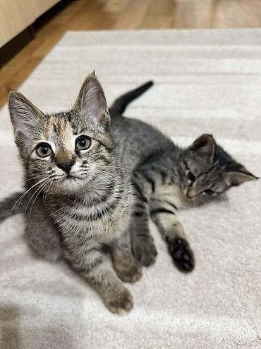 Үй жаныбарлары: Котята ищут дом!! Брат Риччи и сестренка Черри отдаются в добрые — 2