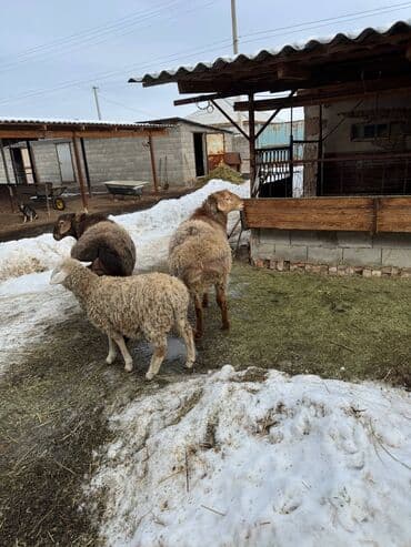 каракол животное: Сатам | Кочкор (эркек) | Аргын | Союуга — 5