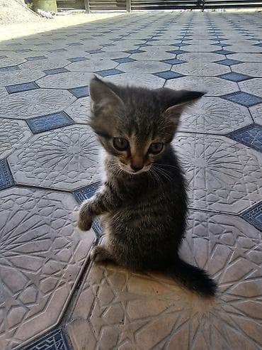 Мышыктар: Котёнок тигрового окраса - Полосатый короткошёрстный котёнок с мягкой — 2
