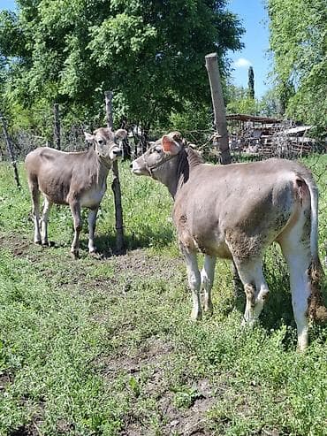 вака купить: Продаю | Бык (самец) | Швицкая | На откорм | Привязанные — 2