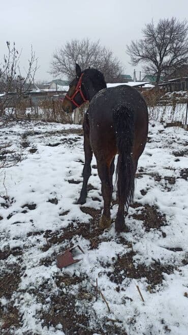 кызыл октябрь: Сатам | Тай | Жумушка, Ат спорту — 2