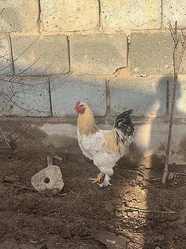 орпингтон куры: Продаю | Куры, Петух | Брама | Для разведения — 1